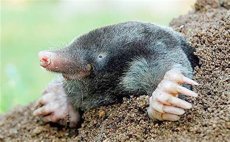 The meaning and symbolism of the word - «Mole»