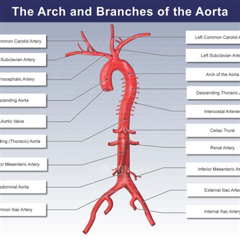 The Arch and Branches of the Aorta - TrialExhibits Inc.