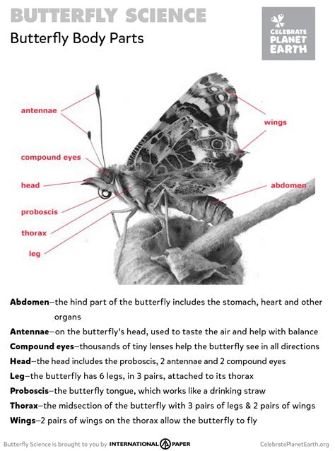 9 Butterfly Science Activities | Celebrate Planet Earth