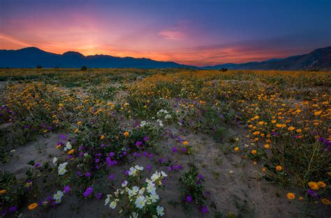 Anza-Borrego Desert State Park Wildflower Super Bloom - Travel Caffeine