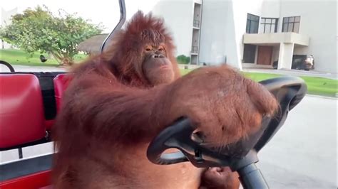 Orangutan driving golf cart meme but with Deja Vu (Initial D) song ...