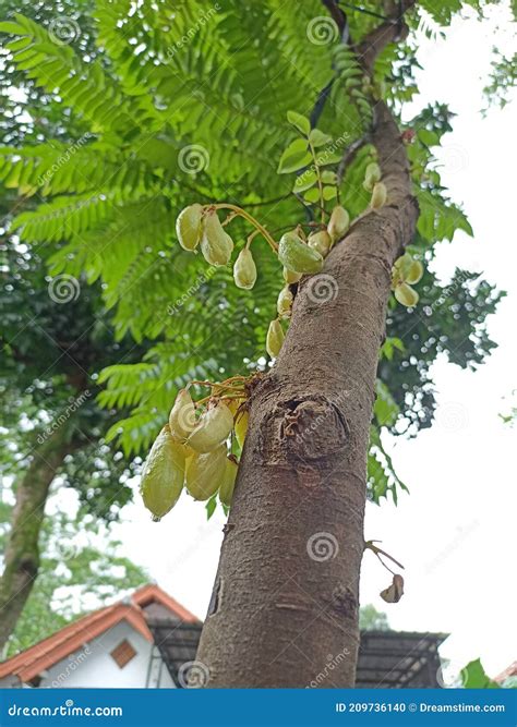 Belimbing Wuluh stock photo. Image of sayur, wuluh, blimbing - 209736140