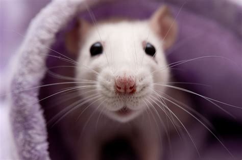 What to Do If Your Pet Rat Has a Breathing Problem