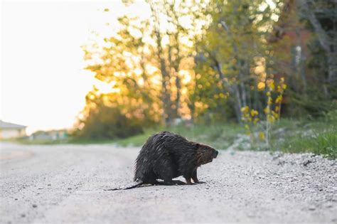 Yes, there are beavers on Beaver Island - mlive.com