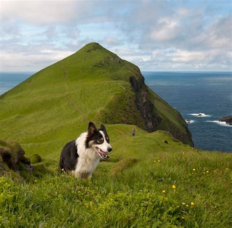 Premium Photo | Man and his dogs on mykines, faroe islands