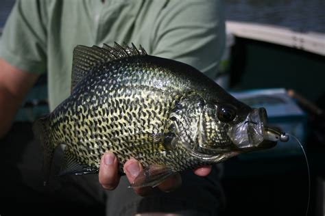 Best Crappie Lures for 2023, Tested and Reviewed | Outdoor Life