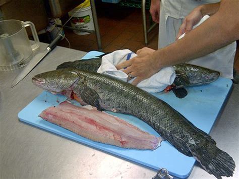 Snuffing Out Snakehead By Putting It On The Plate | WBUR