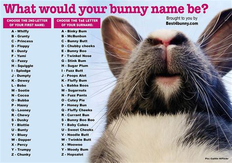 Best4bunny on Twitter | Pet bunny, Bunny names, Pet rabbit