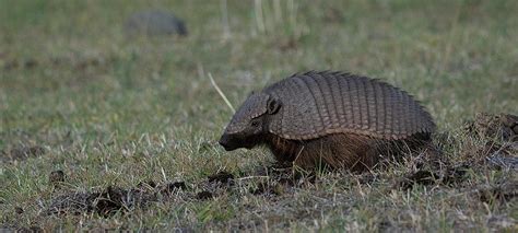 Hairy Armadillo Photograph by Patrick Nowotny