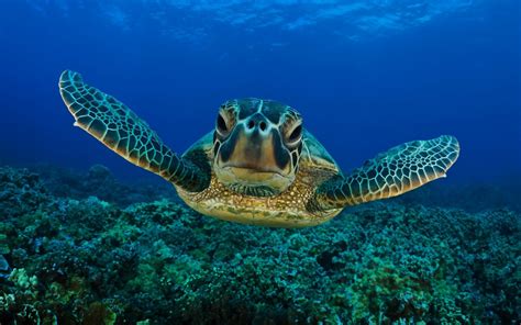 Swimming turtle underwater picture - All Best Desktop Wallpapers