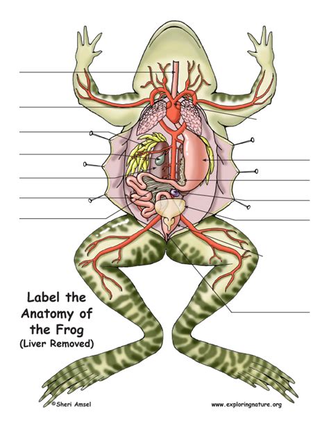 Frog Anatomy (Under the Liver)