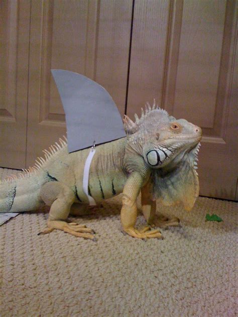 Iguana shark costume | Peeve the iguana | Pinterest | Sharks, Shark ...