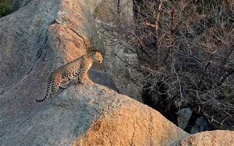 Jawai Leopard Safari Tour - Wildlife Safari World