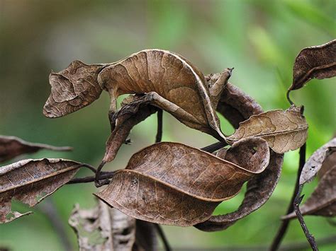 This gecko’s camouflage makes it look like a dry leaf : interestingasfuck