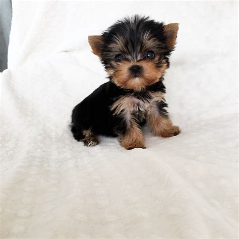 Micro Teacup Yorkie Puppy! - iHeartTeacups