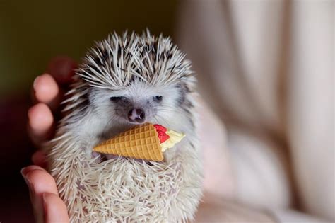 Premium Photo | Cute funny hedgehog holds ice cream cone toy in