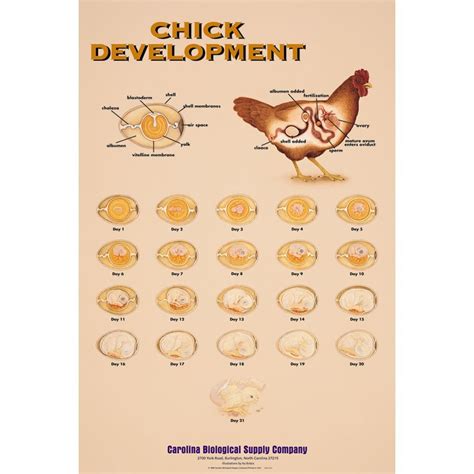 Chicken Embryo Development Chart