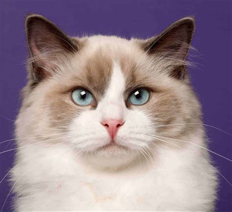 Everything You Need To Know About Ragdoll Breed