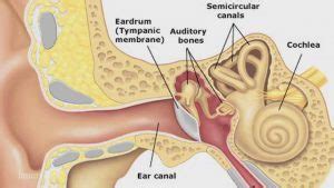 Ruptured Eardrum (Perforated Eardrum) - Know Best Treatment