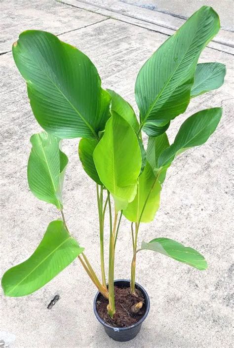 Calathea lutea (rhizomes) - Tropics @Home