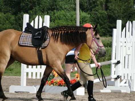 695 best images about Buckskin on Pinterest | Horses for sale, Welsh ...