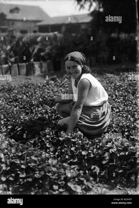 Israel agriculture 1920s hi-res stock photography and images - Alamy