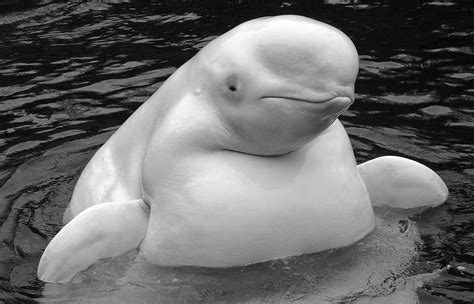 Beluga Whale Facts, Habitat, Sounds, Diet, Baby, Videos, Pictures