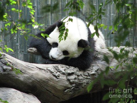 Really Cute Panda Bear Sleeping on a Log Photograph by DejaVu Designs ...