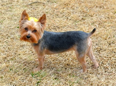 Emma's summer haircut | Yorkie haircuts, Yorkie hairstyles, Yorkie cuts