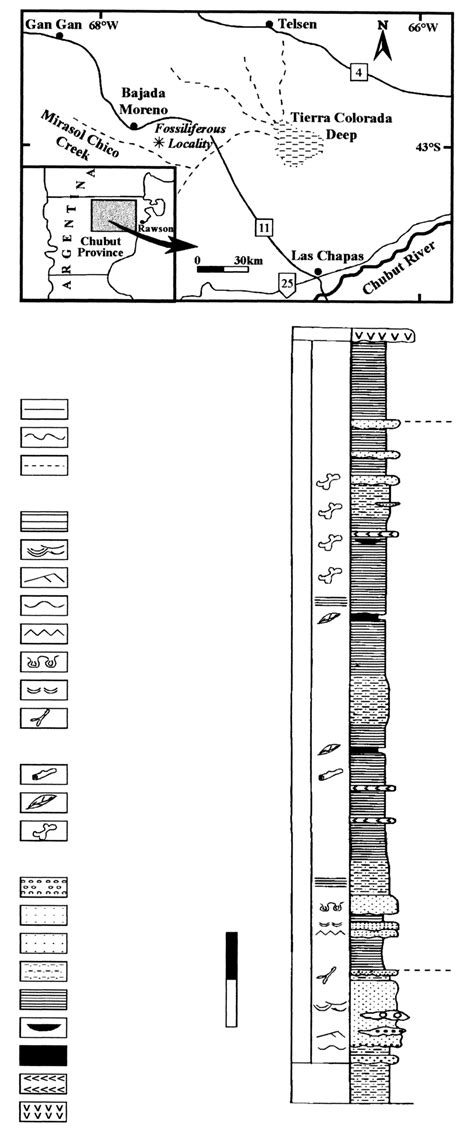 -Generalized stratigraphic section of La Colonia Formation in Arroyo ...