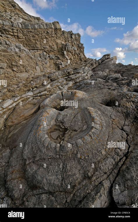 Fossil Forest, Lulworth Cove, Dorset, Engalnd Stock Photo - Alamy