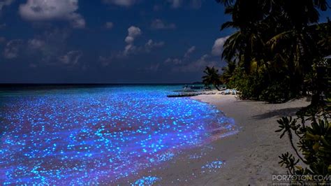 Sea Of Stars In Maldives: Explore The Glowing Beach Of Vaadhoo Island