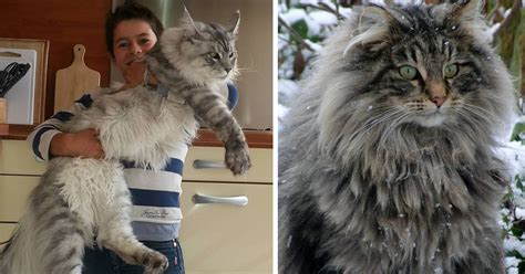 50 Maine Coon Cats That Will Make Your Cat Look Tiny | Bored Panda