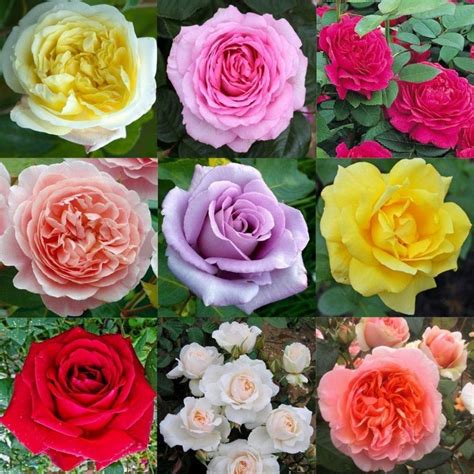 Assorted Bush Roses | Star Nursery Garden and Rock Centers