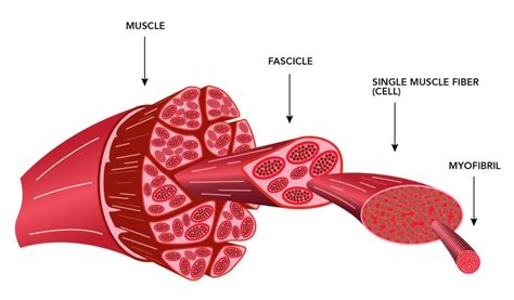 How Heat Affects Muscle Fibers in Meat | ThermoWorks