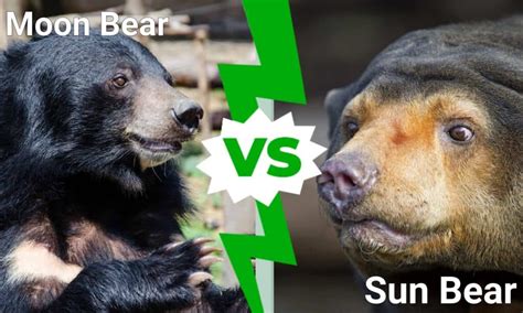 Moon Bear vs Sun Bear: What Are the Differences? -W3schools