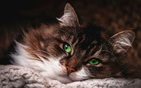 Download wallpapers brown cat with green eyes, fluffy cats, cute ...