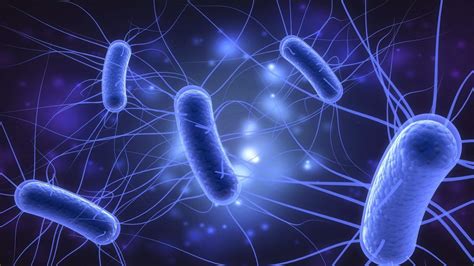 ما هي جرثومة الإشريكية القولونية E. coli؟ - أنا أصدق العلم