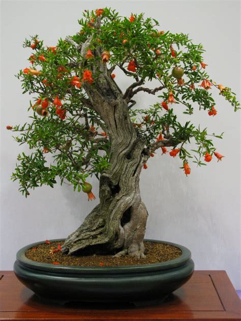 Pomegranate Bonsai Tree Care Guide (Punica Granatum) - Bonsai Tree Gardener