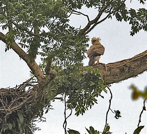 travel: Harpy eagle nest spotted in Honduras!