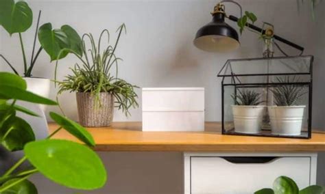 Office Plants: 10 Easy-Care Plants For The Office