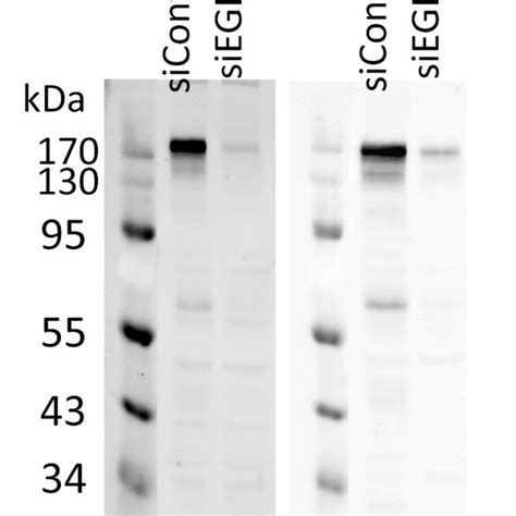 Target specificity of anti-EGFR antibodies. Two different anti-EGFR ...