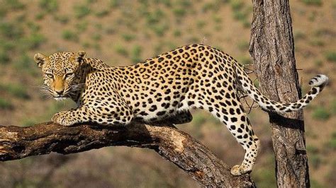 5 Facts about Leopards | Serengeti National Park | Tanzania Safaris Tours