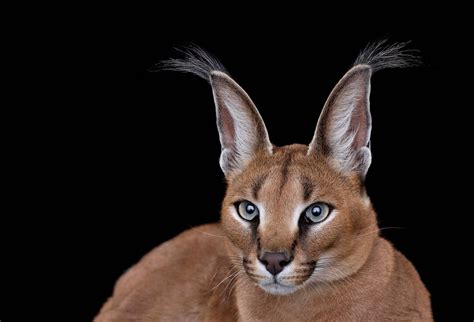 caracal cat for sale nz - Carry Spain