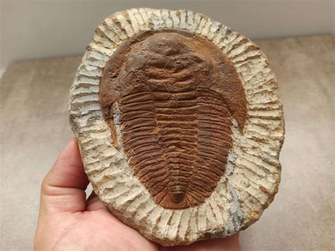 Giant Moroccan Trilobite Fossil in a Matrix TRILOBITE FOSSIL - Etsy