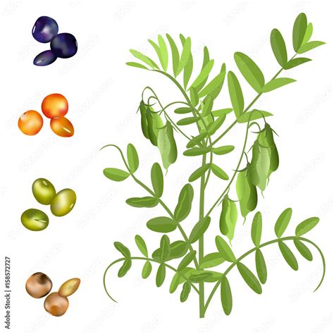 Lentil (Lens culinaris). Hand drawn vector illustration of lentil plant ...