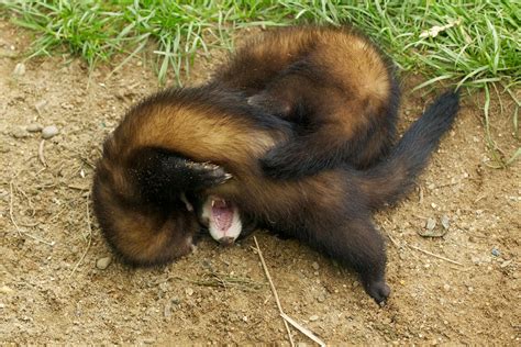 British Wildlife Centre ~ Keeper's Blog: Polecat Release