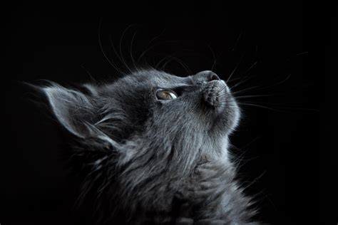 Hintergrundbilder Katzen Schwarz Jedoch ist verboten um die