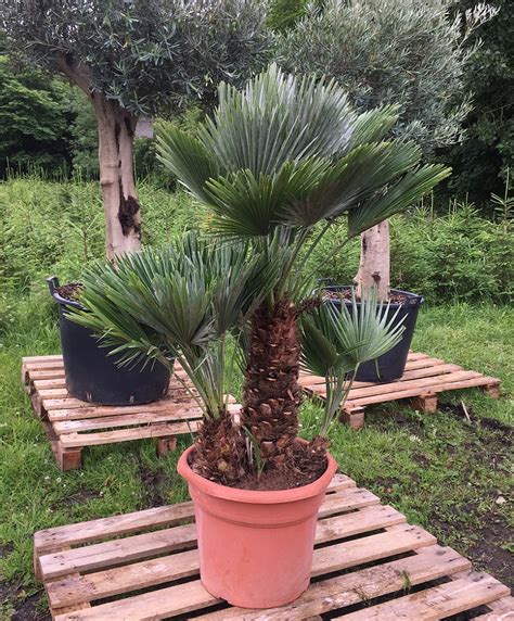 CHAMAEROPS HUMILIS 'VULCANO' Free UK Delivery! | thepalmtreecompany