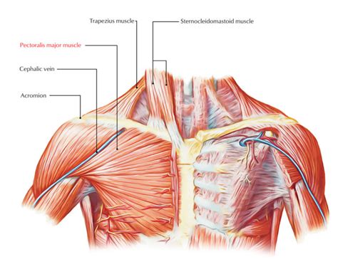 Pectoral Region Muscles Anatomy – Earth's Lab